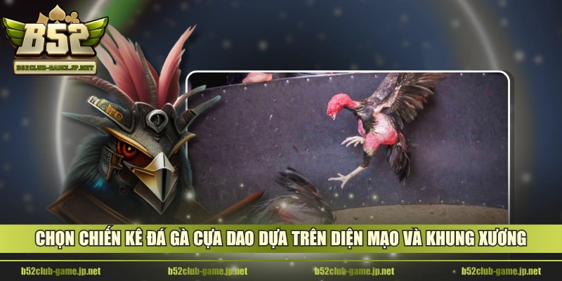 Chọn chiến kê đá gà cựa dao dựa trên diện mạo và khung xương