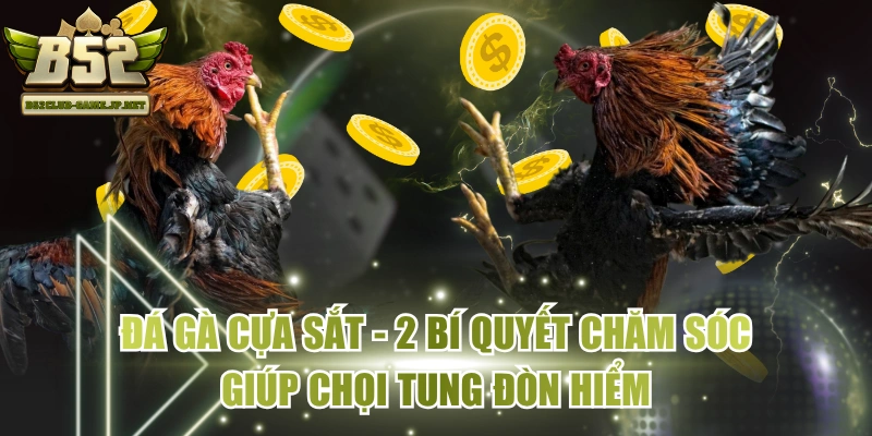 Đá Gà Cựa Sắt - 2 Bí Quyết Chăm Sóc Giúp Chọi Tung Đòn Hiểm