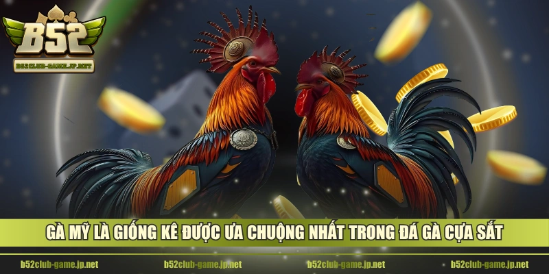Gà Mỹ là giống kê được ưa chuộng nhất trong đá gà cựa sắt