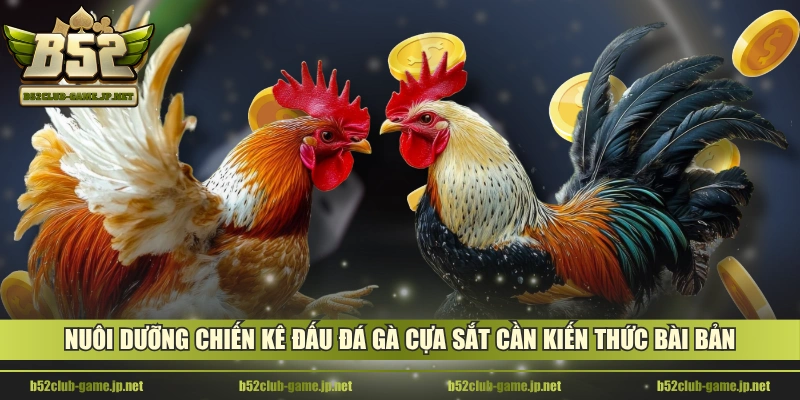 Nuôi dưỡng chiến kê đấu đá gà cựa sắt cần kiến thức bài bản