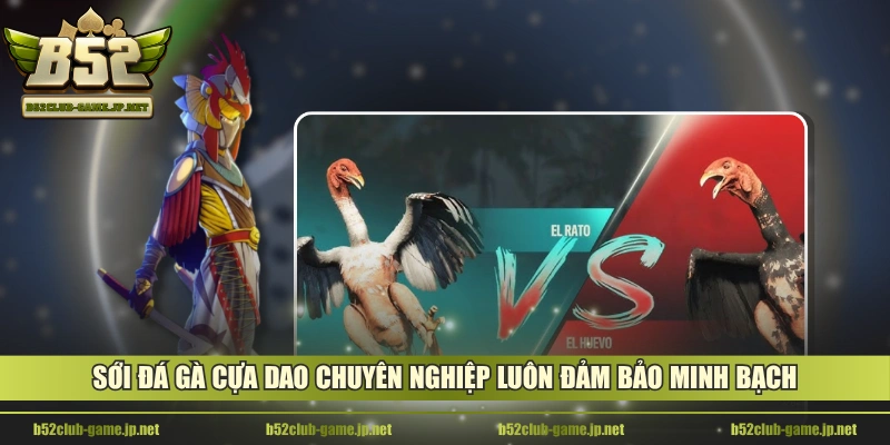 Sới đá gà cựa dao chuyên nghiệp luôn đảm bảo minh bạch